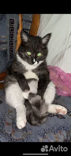 Кошки и коты в добрые руки