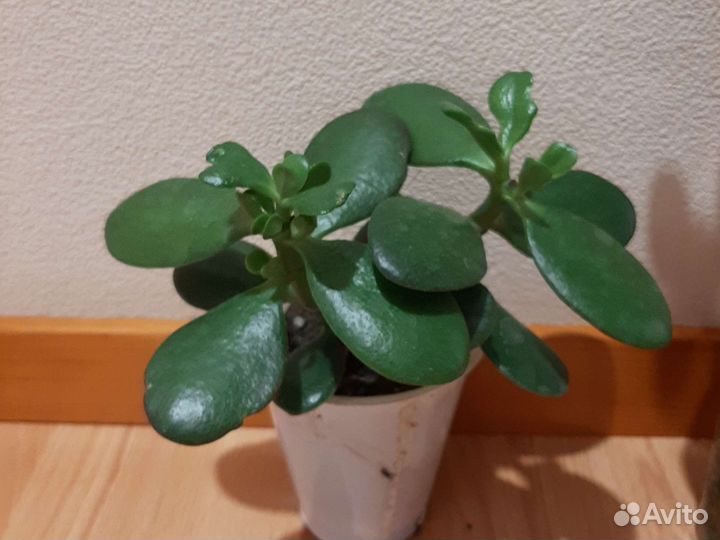 Денежное дерево