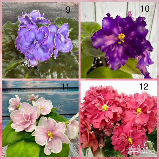 Фиалка сортовые детки