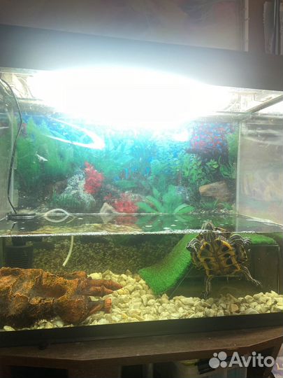 Красноухая черепаха