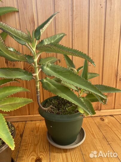 Каланхоэ лечебное бесплатно