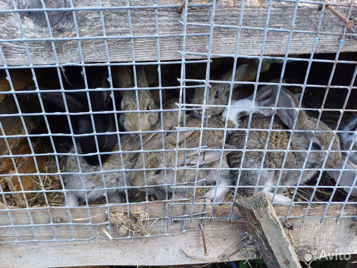 Продам кроликов