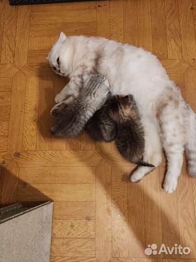 Британские котята