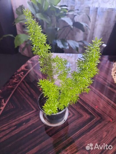 Аспарагус мейера