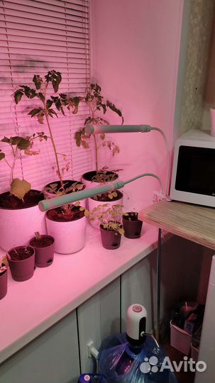 Фитолампа на прищепке