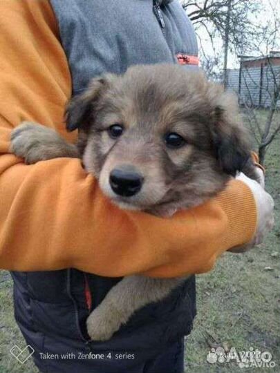 Щенок в добрые руки