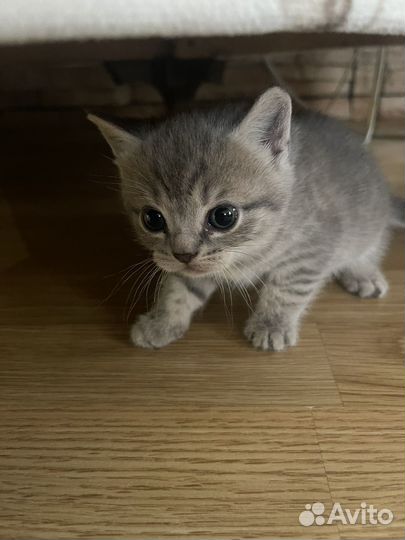 Британская кошка