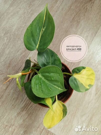 Сциндапсусы