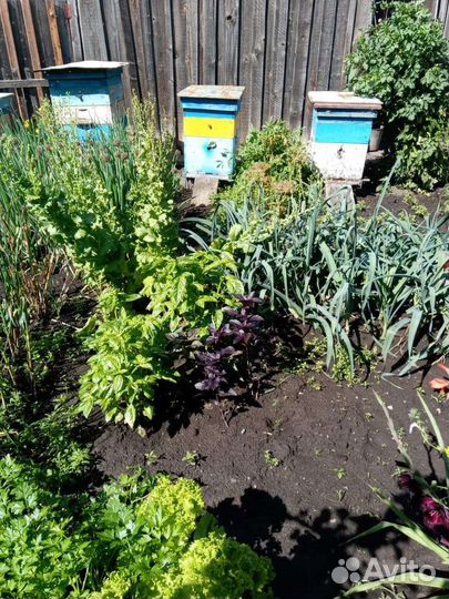 Пчелы и улья