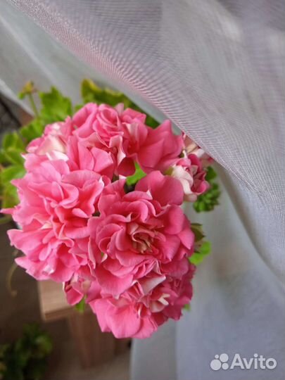 Комнатные растения цветы