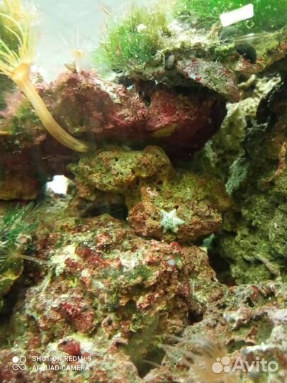 Морской аквариум 180 л