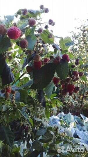 Малина,клубника,ежевика