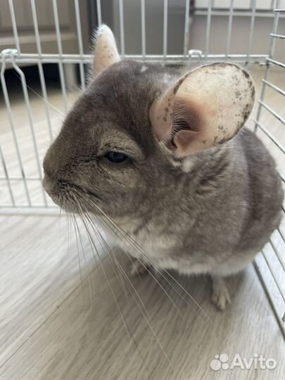 Шиншилла