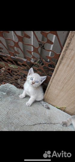 Британские котята