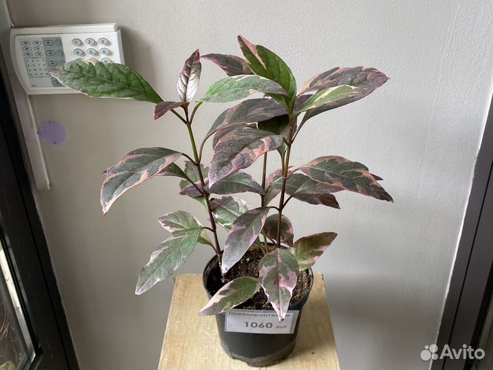 Псевдорантемум