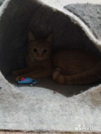 Отдам в добрые руки кошечку