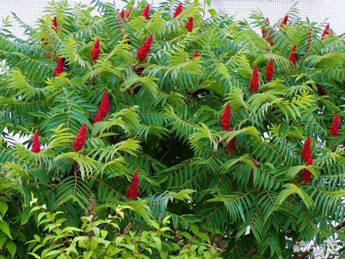 Саженцы сумах оленерогий-уксусное дерево