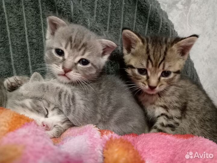 Милые котята в хорошие и надёжные руки