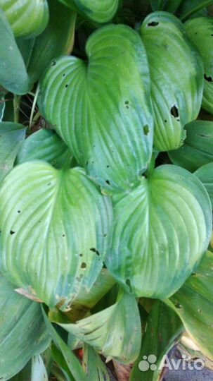 Ирисы, лилии, лилейники, бадан, хосты и другие