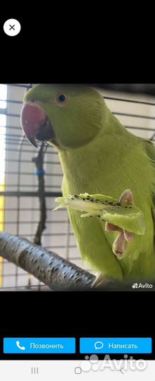 Ожереловый попугай самец