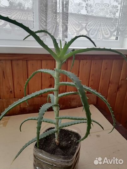 Алоэ столетник лечебный 3 года