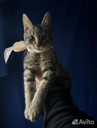 Кошки в добрые руки