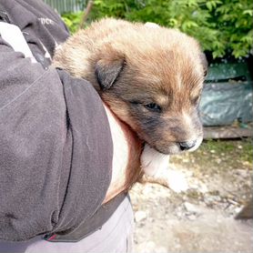 Собака в добрые руки отдам бесплатно