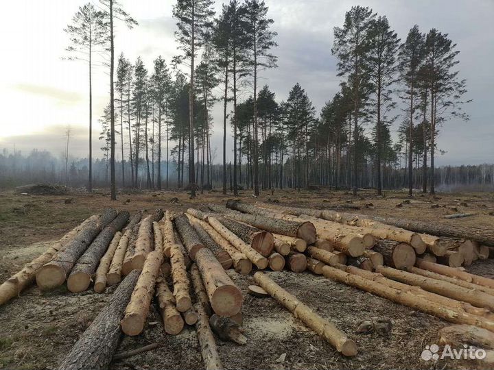 Заготовка леса