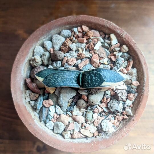 Гастерия макулата вариегатная