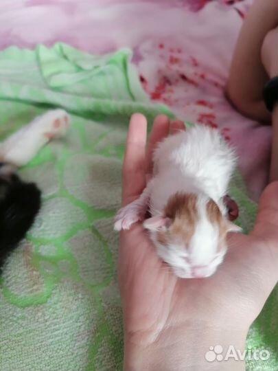 Котятки в добрые руки