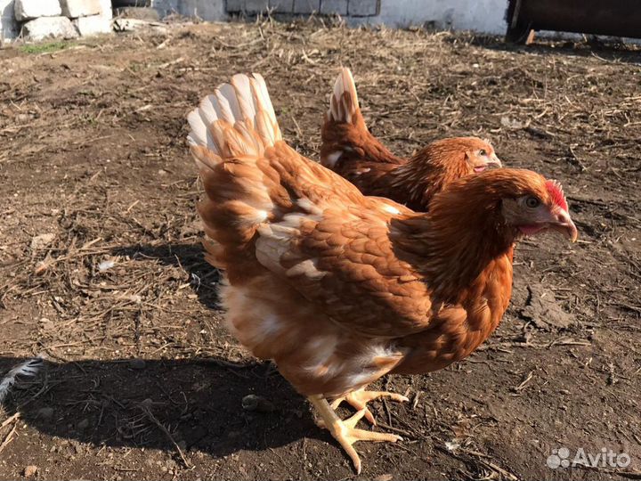 Куры годовалые