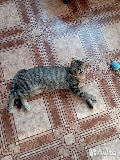 Кошечка в добрые ручки