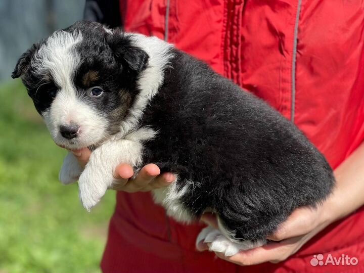 Бордер колли. Девочки)