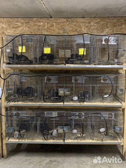 Шиншилловая мини ферма