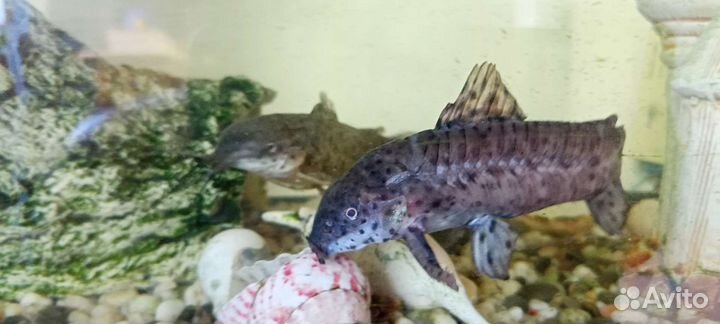 Аквариум с рыбами