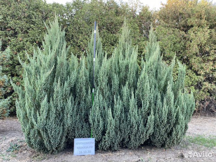 Можжевельник китайский Стрикта