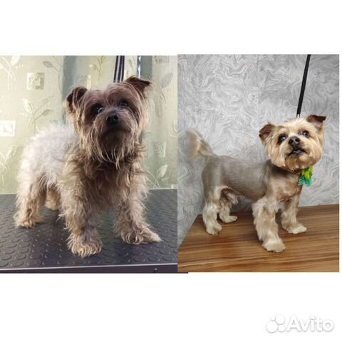 Стрижка,уход для собак/кошек. Груминг