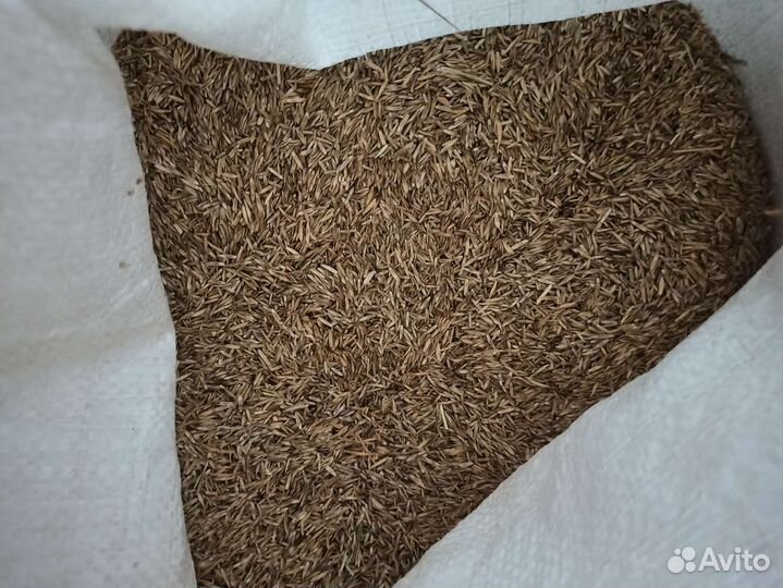 Семена газонной травы