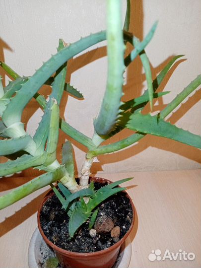 Алое древовидное