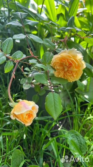 Продаю саженцы английской розы Голден Селебрейшн