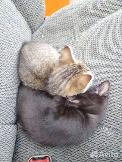 Кошки бесплатно