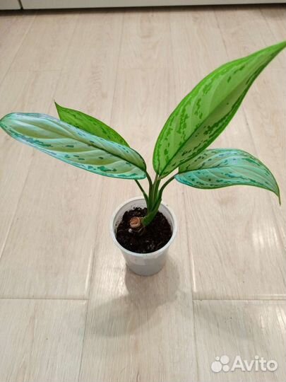 Аглаонема Сильвер квин