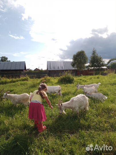 Коза русская и есть метис с альпийской дойные