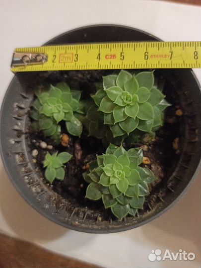 Суккуленты