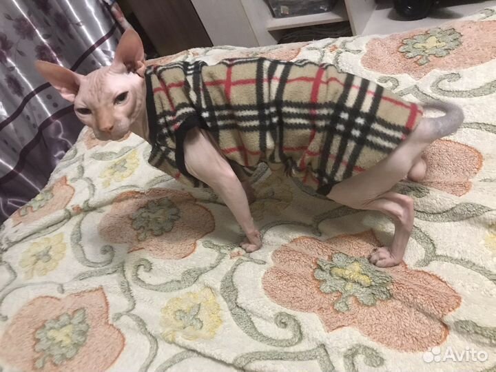 Донской сфинкс вязка