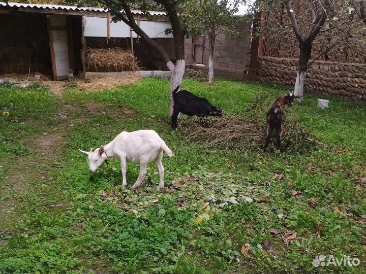 Козлята 6 месяцев