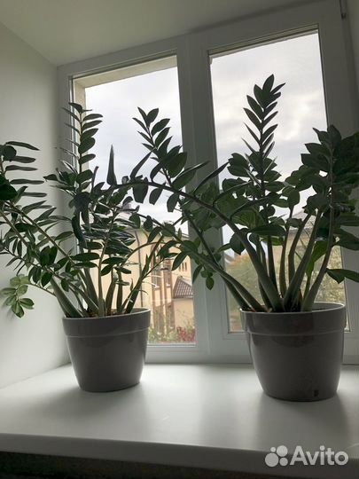 Замиокулькас (долларовое дерево)