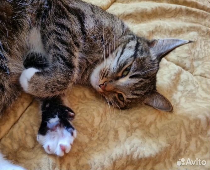 Кошка ищет дом