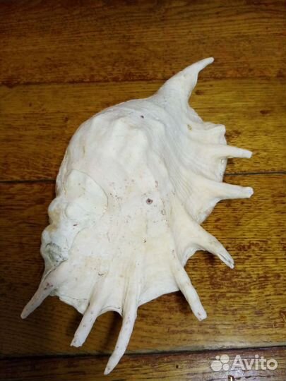 Раковины морские большие,разные