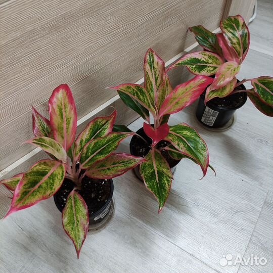 Аглаонемы часть 2